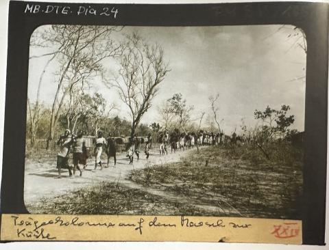 Fotografie Trägerkolonne, MfN, HBSB, Pal. Mus. B V 168